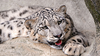 Snow Leopard, snow-leopard, animals, predator HD wallpaper