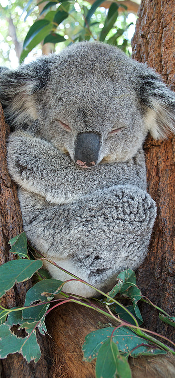koala , Stylish background, customization HD phone wallpaper