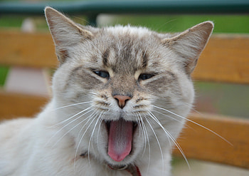 Animals, Cat, Muzzle, Nice, Sweetheart, Yawns HD wallpaper