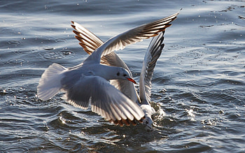 Animals, Birds, Water, Sea, Seagulls, Flight HD wallpaper