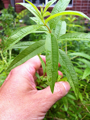 Lemon verbena tree, Lemon verbena, Citrus fragrance, Ornamental plant HD phone wallpaper