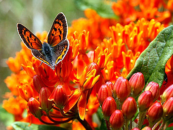 Butterfly on Flowers, beautiful HD wallpaper