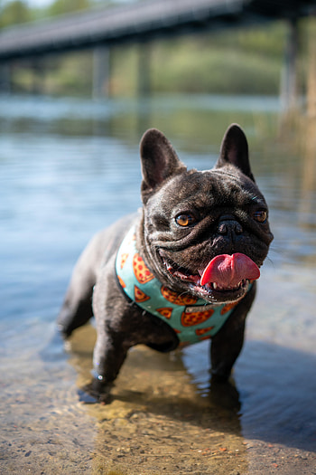 Funny, Animals, Water, Dog, Protruding Tongue, Tongue Stuck Out, Pug HD phone wallpaper