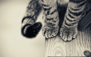 | Background ID:374329. Animal Cat HD wallpaper