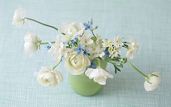 Plants, Flowers HD wallpaper