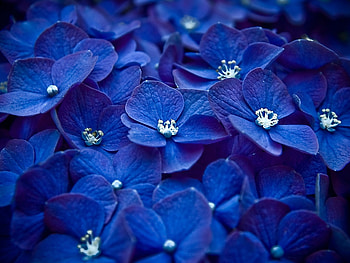 Flowers, Macro, Dark, Petals, Composition HD wallpaper