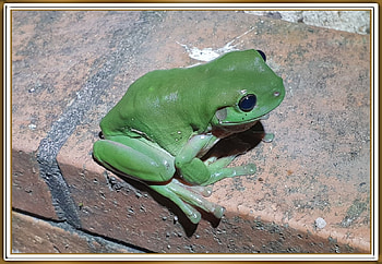 PRETTY FROG, PRETTY, NATURE, FROG HD wallpaper