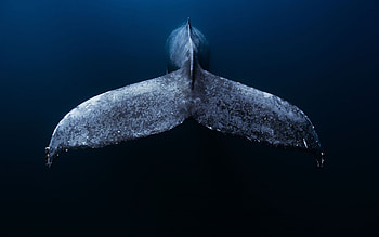 Blue Whale, Whale tail, Underwater ocean, Mexico HD wallpaper