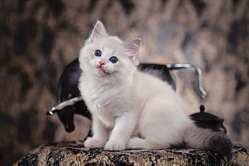 White Furball Kitty, animal, kitten, Cat, kitty HD wallpaper