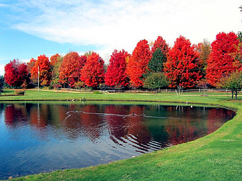 Red Trees, trees, beautiful, , red HD wallpaper