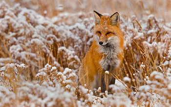 Fox, animal, vulpe, field HD wallpaper