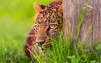 Animals, Grass, Wood, Leopard, To Lie Down, Lie, Tree, Muzzle, Hide HD wallpaper
