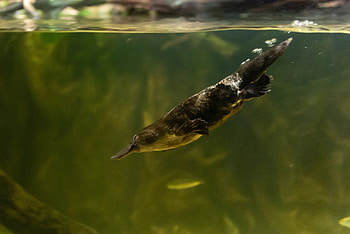 Platypus, Antibacterial properties, Milk research, Nature's defense HD wallpaper