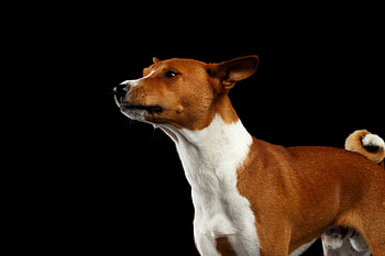 Basenji Dog, Beautiful , Captivating , Artistic backgrounds HD wallpaper