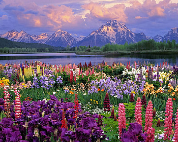 A GARDEN WITH A GORGEOUS VIEW, gorgeous, view, beautiful, scenic HD wallpaper