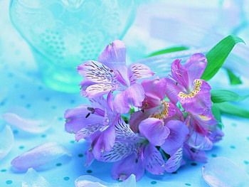 Violet flowers, flowers, violet HD wallpaper