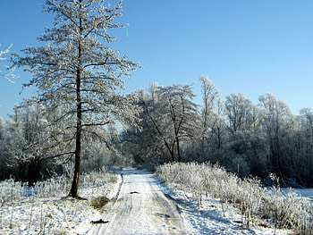 Forest in winter, blue, winter, cold, tree, snow, trees, nature, sky, forest HD wallpaper
