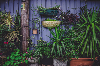 Flowers, Garden, Pots, Greenhouse HD wallpaper