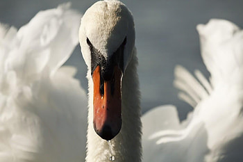 Swan, animal, closeup, bird HD wallpaper