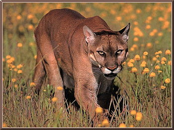 cougar for jasnas, mountain lion, cougar, flower field, puma, cat, nature, wild HD wallpaper