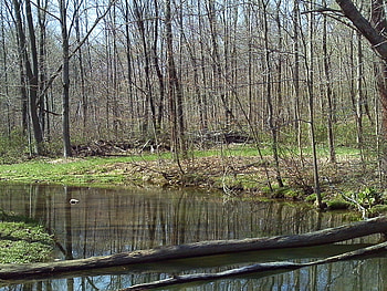 Nameless little river off the summit, little river, trees, water, forest, stream HD wallpaper