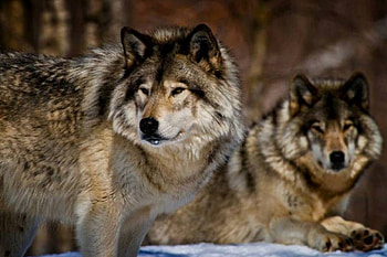 WOLVES, Wolf, nature, animals HD wallpaper