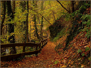 autumn forest, leaves, path, trees, autumn, nature, forest HD wallpaper