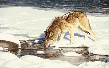 Drinking wolf, dog, majestic, winter, grey, howl, grey wolf, beautiful, spirit, pack, snow, friendship, canine, mythical HD wallpaper
