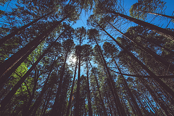 Nature, Trees, Sky, Bottom View HD wallpaper