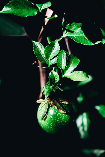 Leaves, Plant, Macro, Branch, Fruit HD phone wallpaper