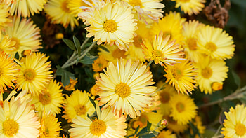 Bolero, Chrysanthemums HD wallpaper