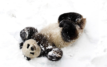 Animals, Winter, Snow, Bear, Panda HD wallpaper