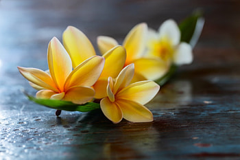Frangipani, Flowers, Yellow, Plumeria, Table HD wallpaper