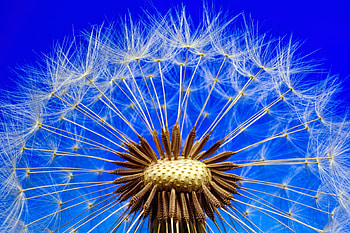 Close up, pollen, flower, dandelion HD wallpaper
