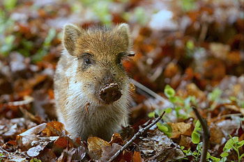 Animals, Autumn, Leaves, Mud, Dirt, Small, Pig HD wallpaper