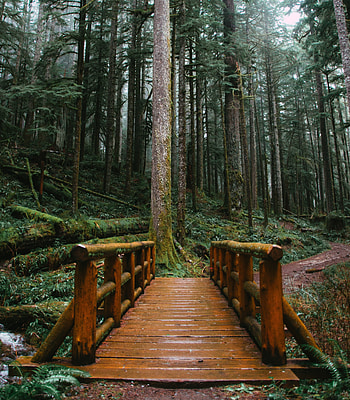 Wooden small bridge, big trees, park HD phone wallpaper