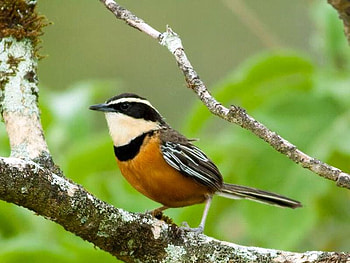 Cute Bird, cool, cute, bird HD wallpaper