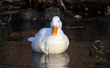 Elegant white duck, Beautiful bird species, Majestic creature, Graceful appearance HD wallpaper