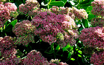 Plants, Flowers HD wallpaper