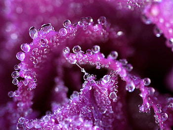 Drops, Flower, Macro, Petals, Dew HD wallpaper