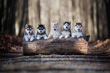 Malamute dog , Captivating gaze, Furry companion, Beautiful breed HD wallpaper