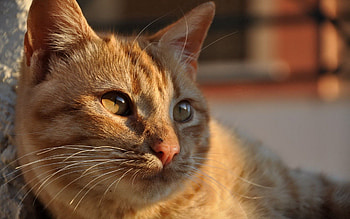 Animals, Cat, Muzzle, Striped, Shadow, Fat, Thick HD wallpaper