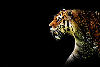Tiger Abstract , tiger, animals, abstract, artwork HD wallpaper