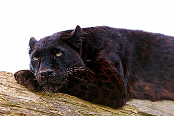 Animals, To Lie Down, Lie, Predator, Big Cat, Panther, Nap, Doze HD wallpaper