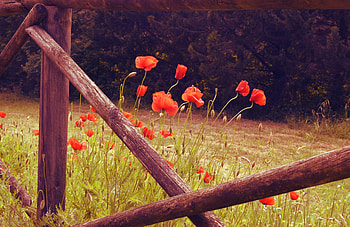 Flowers, Poppies, Bloom, Flowering, Wild HD wallpaper