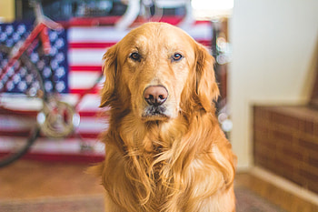 Animals, Dog, Muzzle, Golden Retriever HD wallpaper