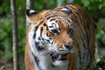 Majestic Tiger, majestic, tiger, animals, cats, beautiful, forest HD wallpaper