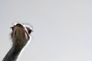 Stunning graphy, Ostrich gallery, Mesmerizing visuals, Captivating shots HD wallpaper