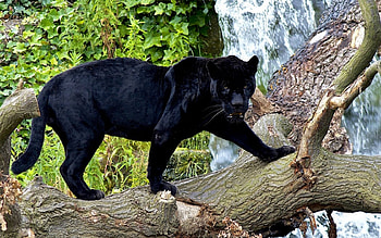 Animals, Panthers HD wallpaper
