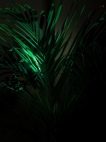 Leaves, Plant, Miscellanea, Miscellaneous, Branches, Tropical HD phone wallpaper